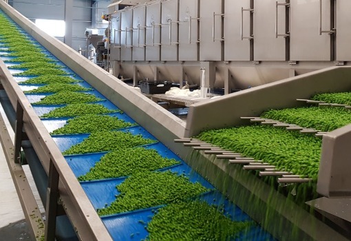 Conveyor Belts For Veg Plants